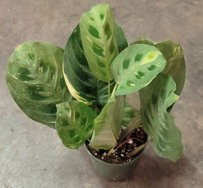 Beauty Kim Variegated Maranta